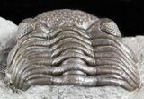 Wide, Partial Eldredgeops Trilobite - Ohio #55459-3
